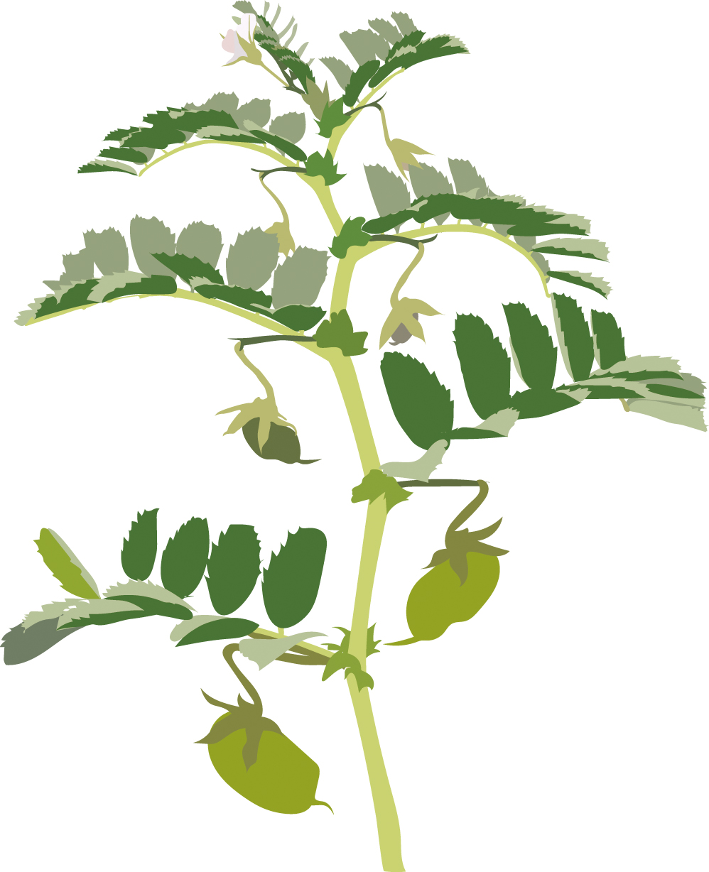 https://forge.inrae.fr/bsv/phenologicalstages/-/raw/master/chickpea/images/terres_inovia_R6_picto_chickpea.jpg