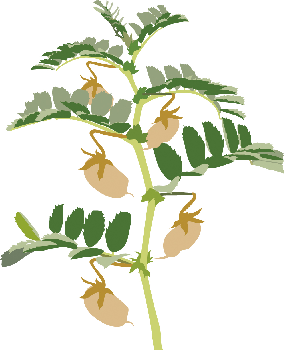 https://forge.inrae.fr/bsv/phenologicalstages/-/raw/master/chickpea/images/terres_inovia_R7_picto_chickpea.jpg