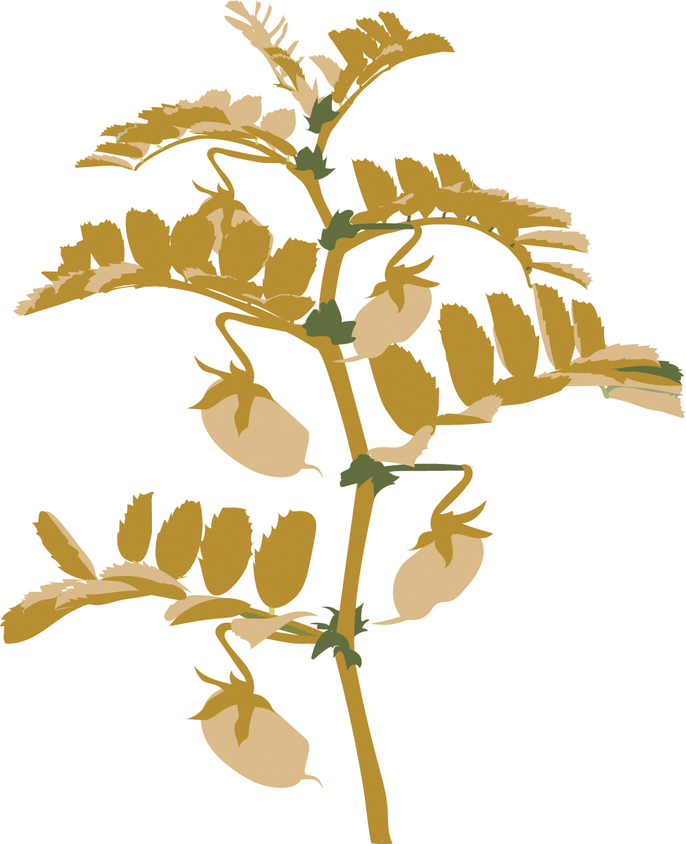 https://forge.inrae.fr/bsv/phenologicalstages/-/raw/master/chickpea/images/terres_inovia_R8_picto_chickpea.jpg