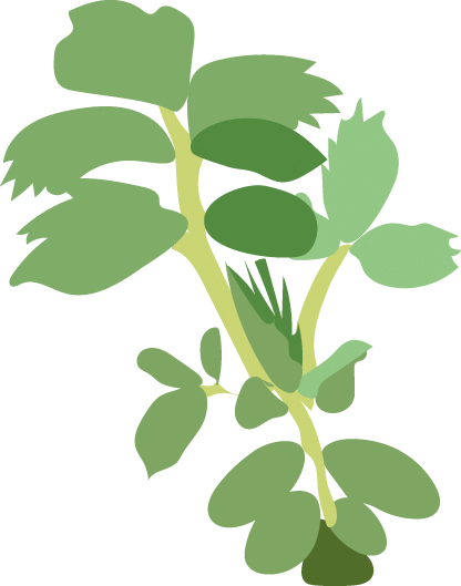 https://forge.inrae.fr/bsv/phenologicalstages/-/raw/master/chickpea/images/terres_inovia_V12_picto_chickpea.jpg