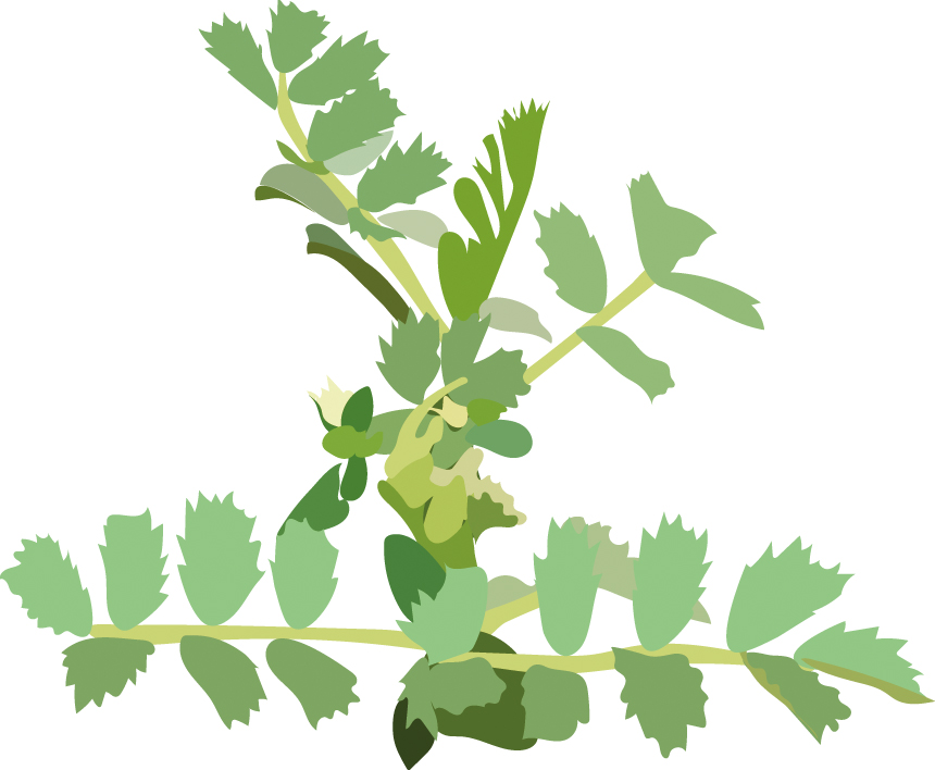 https://forge.inrae.fr/bsv/phenologicalstages/-/raw/master/chickpea/images/terres_inovia_V18_picto_chickpea.jpg