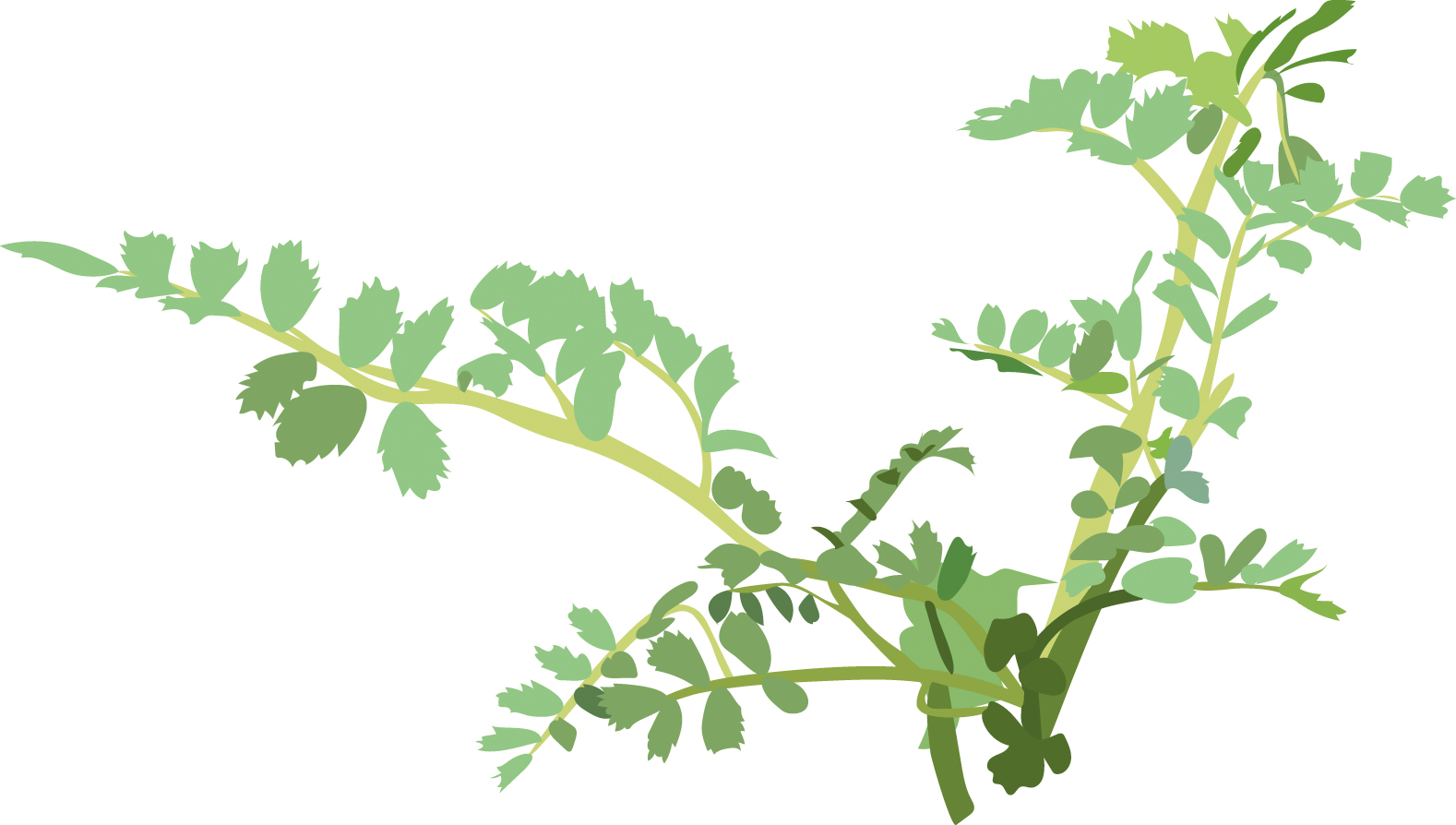 https://forge.inrae.fr/bsv/phenologicalstages/-/raw/master/chickpea/images/terres_inovia_V19_picto_chickpea.jpg