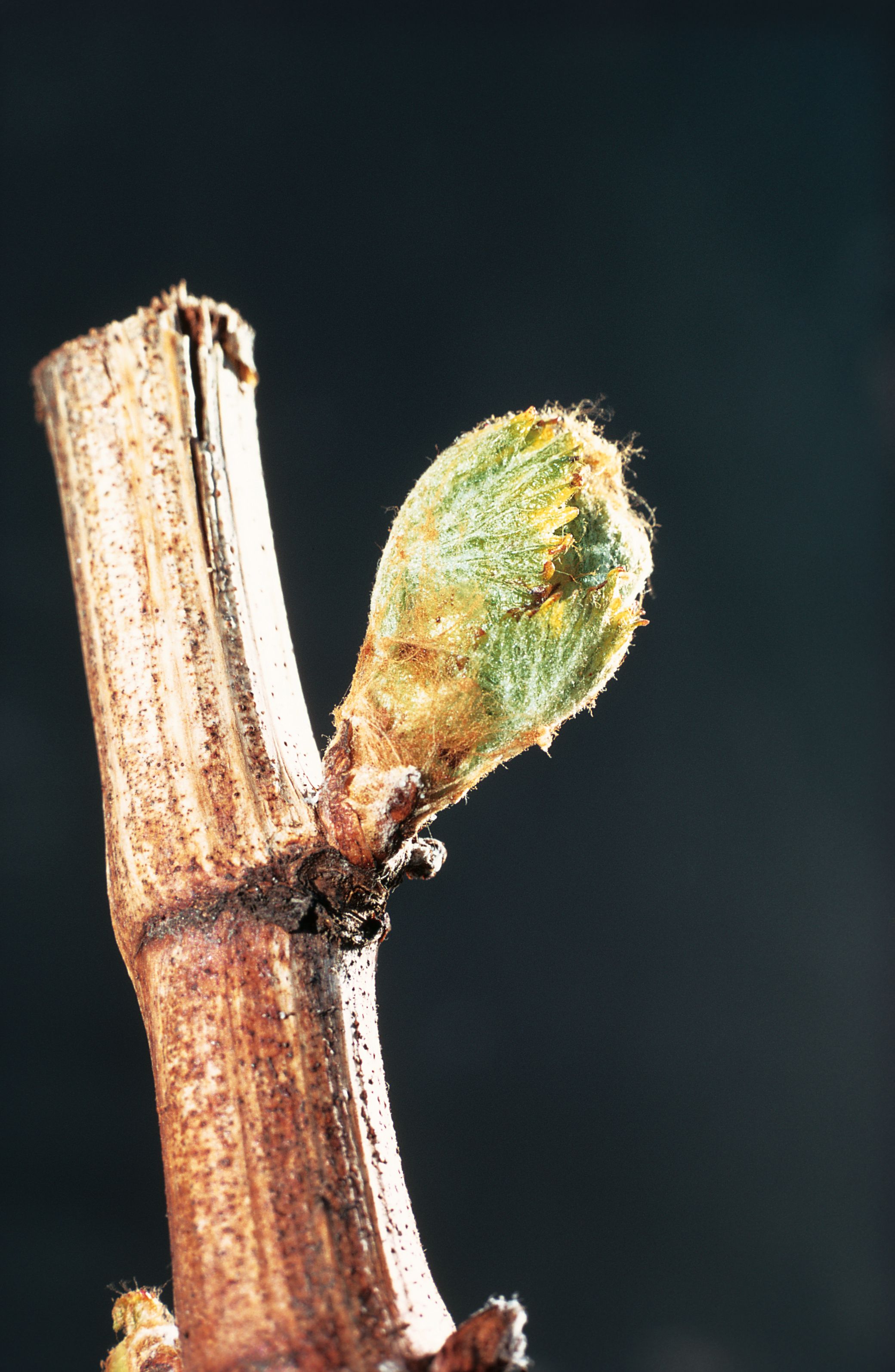 https://forge.inrae.fr/bsv/phenologicalstages/-/raw/master/grapevine/images/bbch09_vigne.jpg