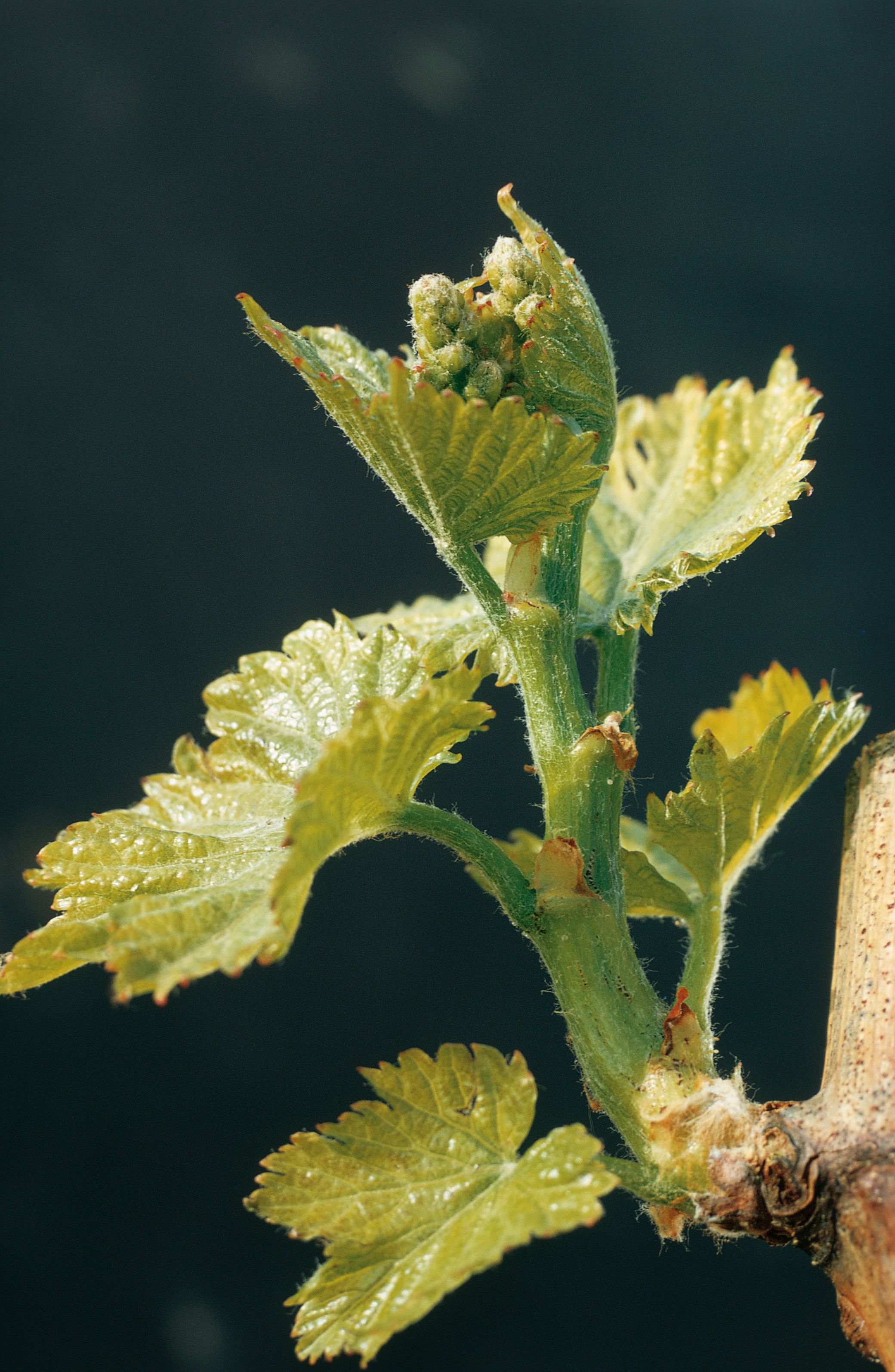 https://forge.inrae.fr/bsv/phenologicalstages/-/raw/master/grapevine/images/bbch53_vigne.jpg