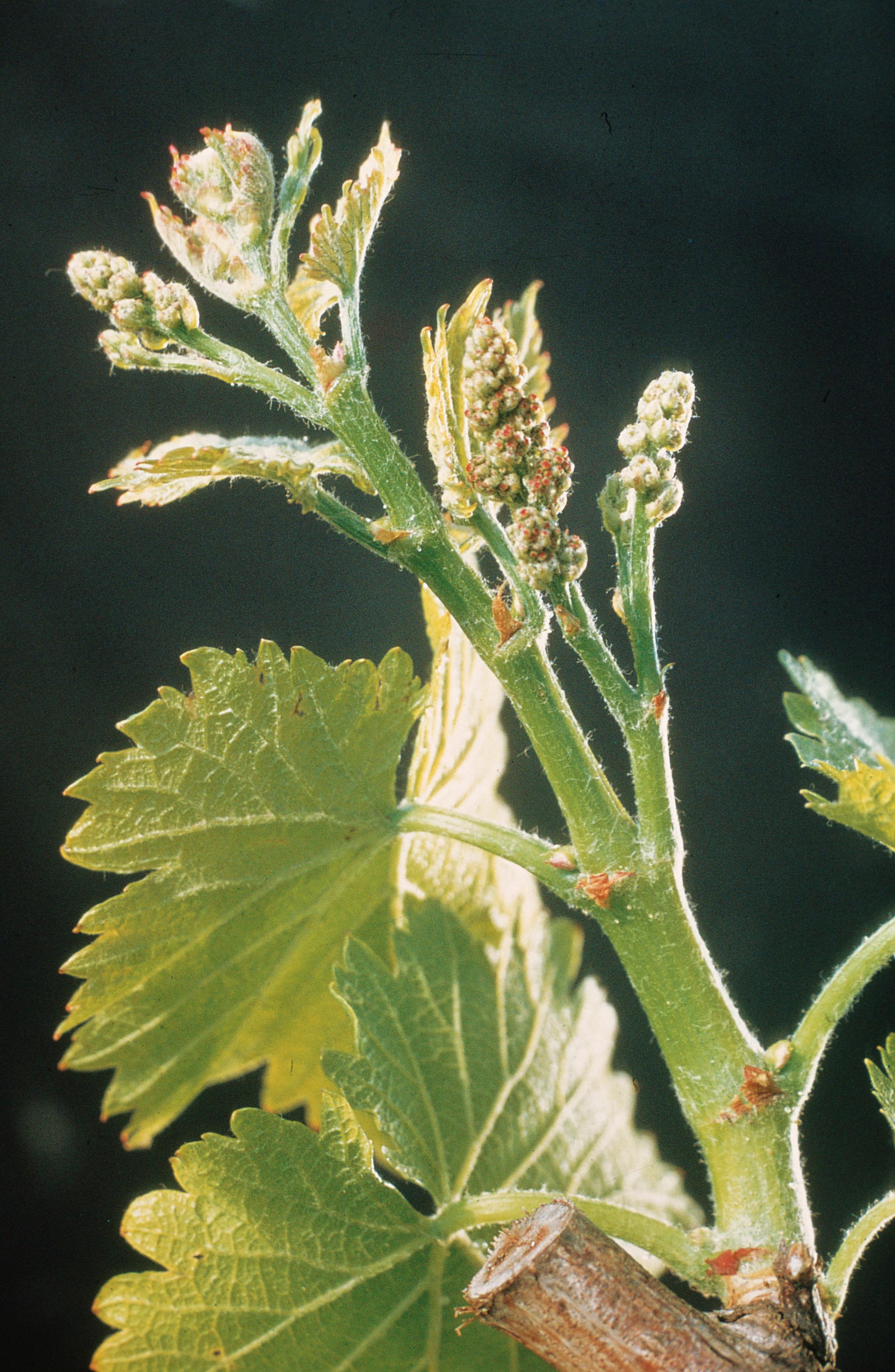 https://forge.inrae.fr/bsv/phenologicalstages/-/raw/master/grapevine/images/bbch55_vigne.jpg