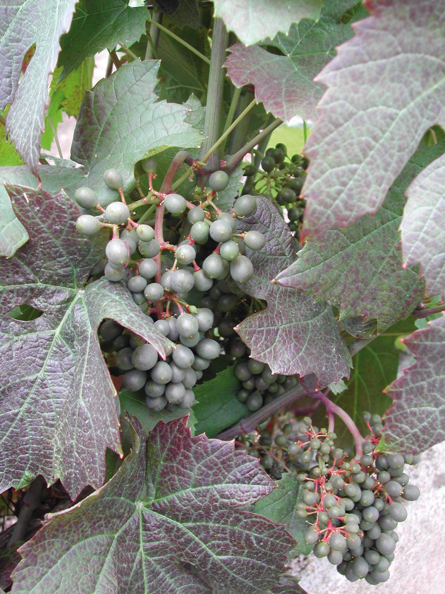 https://forge.inrae.fr/bsv/phenologicalstages/-/raw/master/grapevine/images/bbch75_vigne.jpg