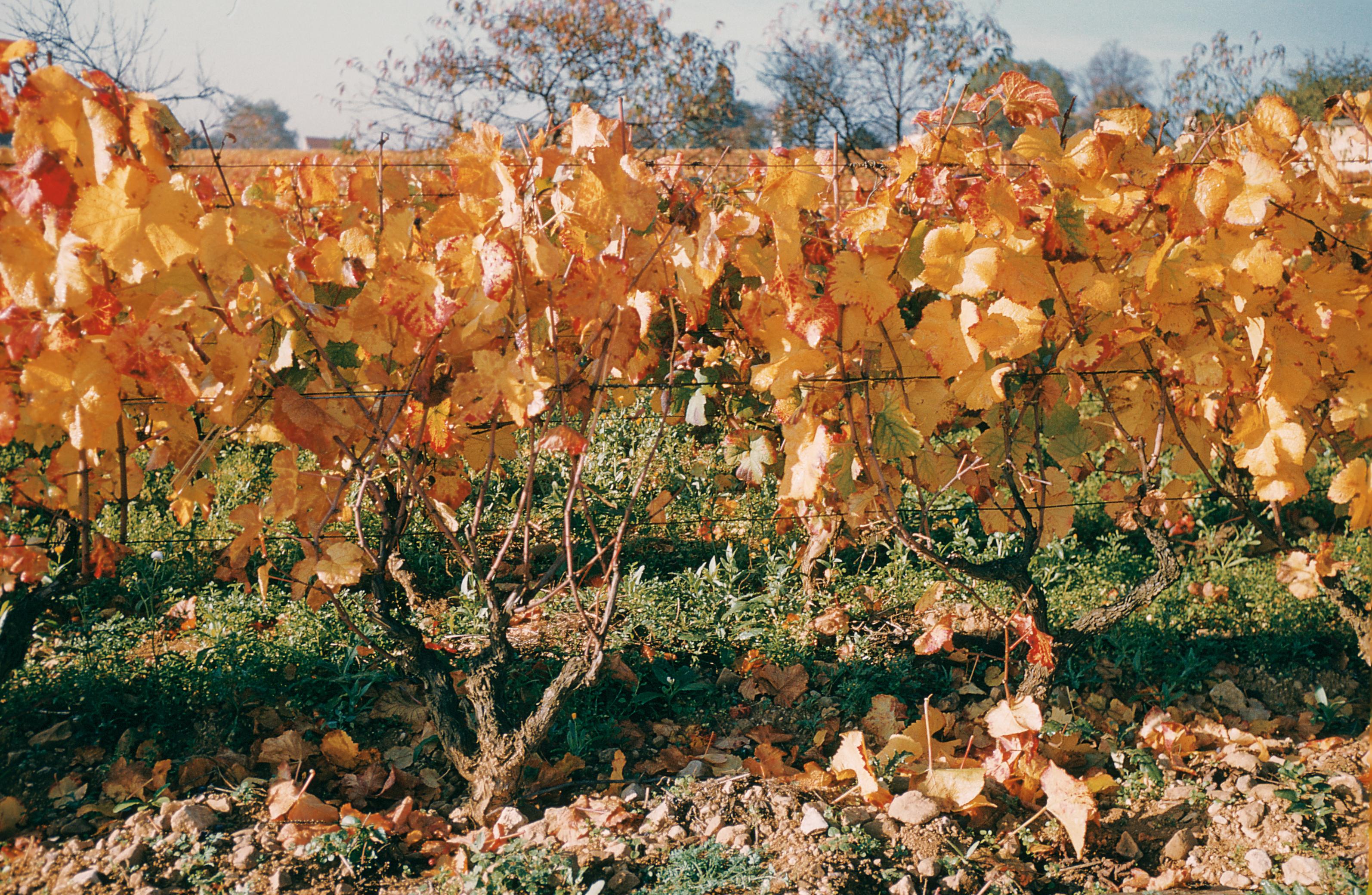 https://forge.inrae.fr/bsv/phenologicalstages/-/raw/master/grapevine/images/bbch93_vigne.jpg