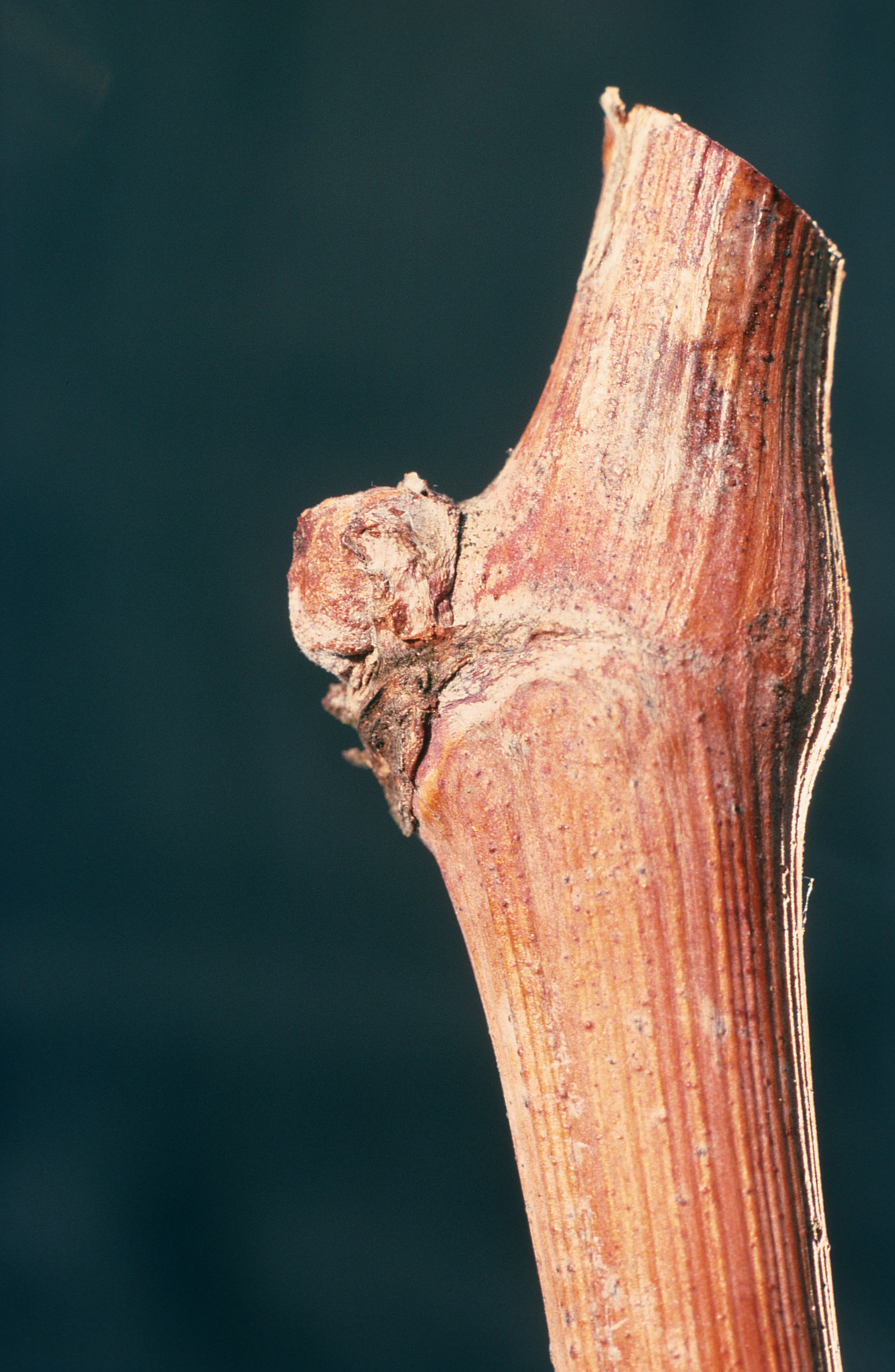 https://forge.inrae.fr/bsv/phenologicalstages/-/raw/master/grapevine/images/bbch00_vigne.jpg