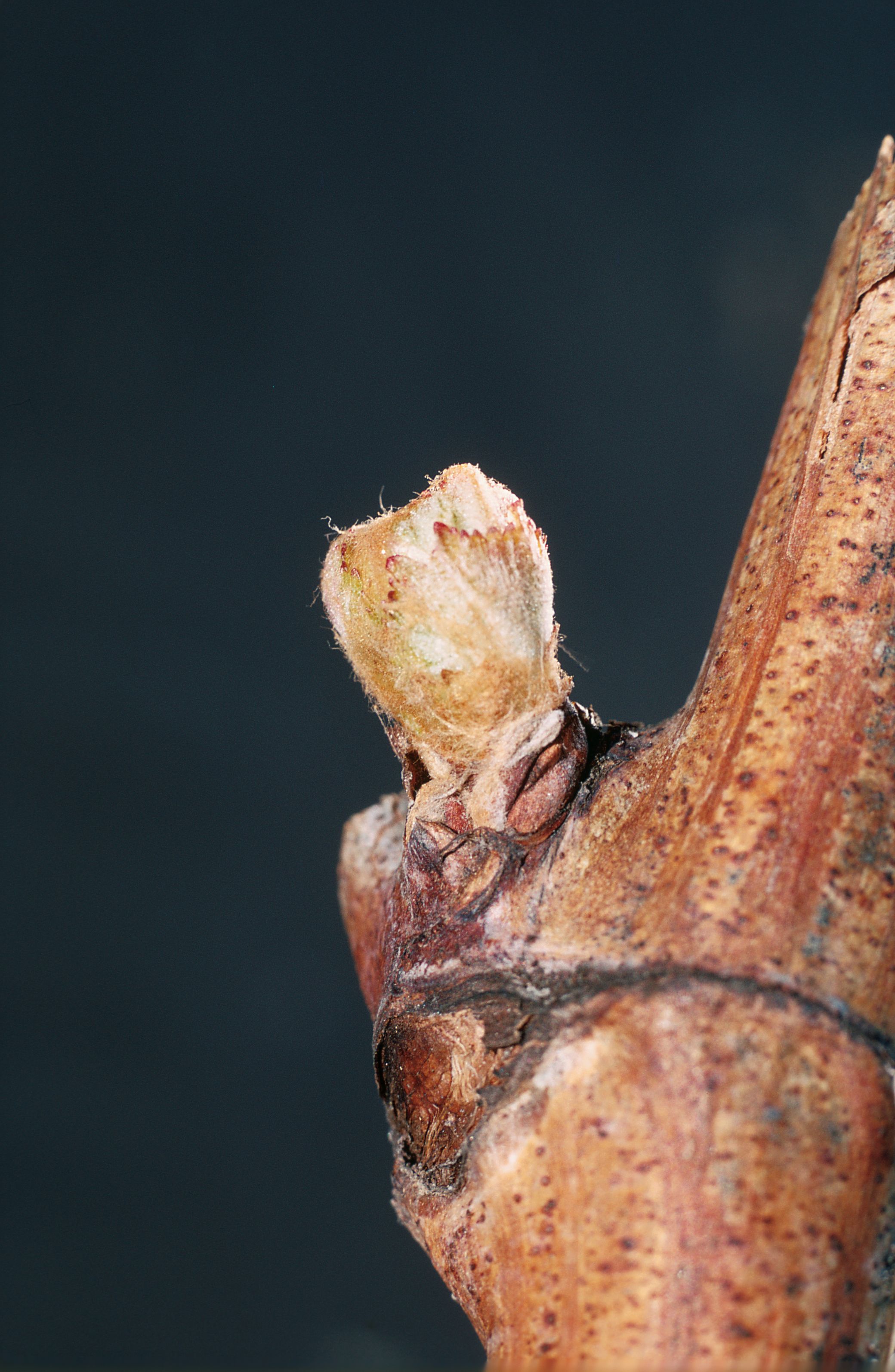 https://forge.inrae.fr/bsv/phenologicalstages/-/raw/master/grapevine/images/bbch05_vigne.jpg