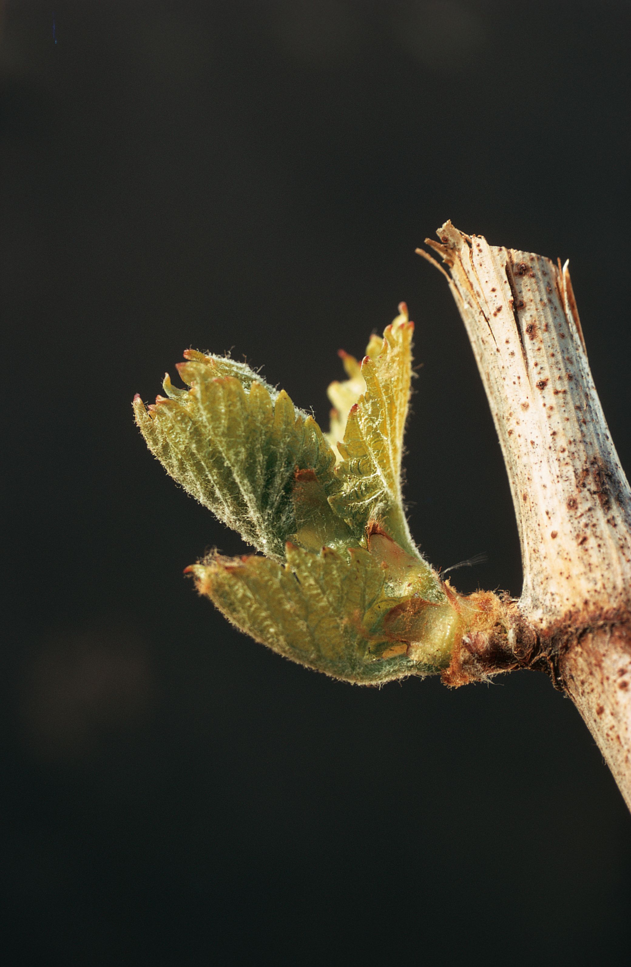 https://forge.inrae.fr/bsv/phenologicalstages/-/raw/master/grapevine/images/bbch11_vigne.jpg