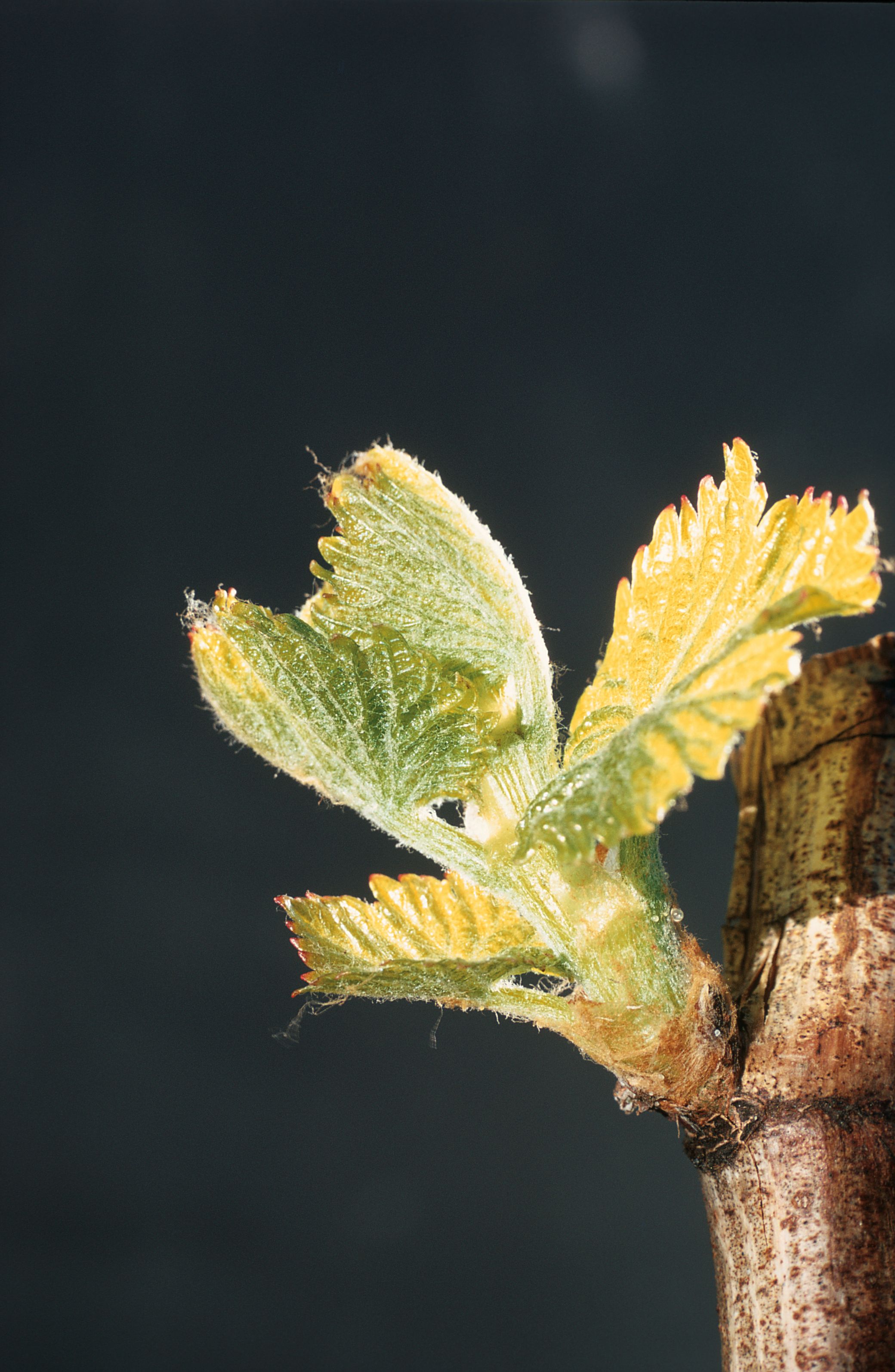 https://forge.inrae.fr/bsv/phenologicalstages/-/raw/master/grapevine/images/bbch12-13_vigne.jpg