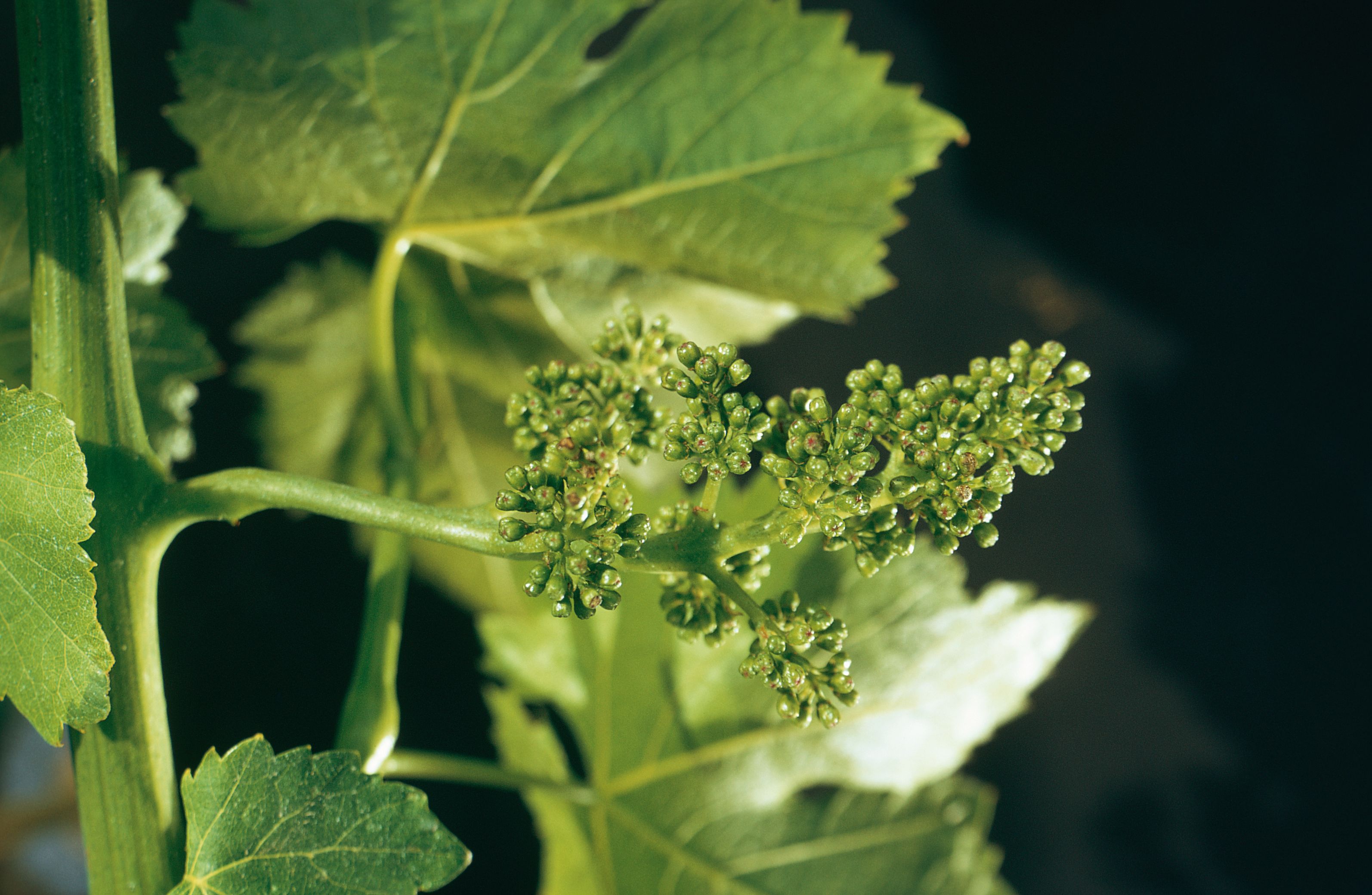 https://forge.inrae.fr/bsv/phenologicalstages/-/raw/master/grapevine/images/bbch57_vigne.jpg