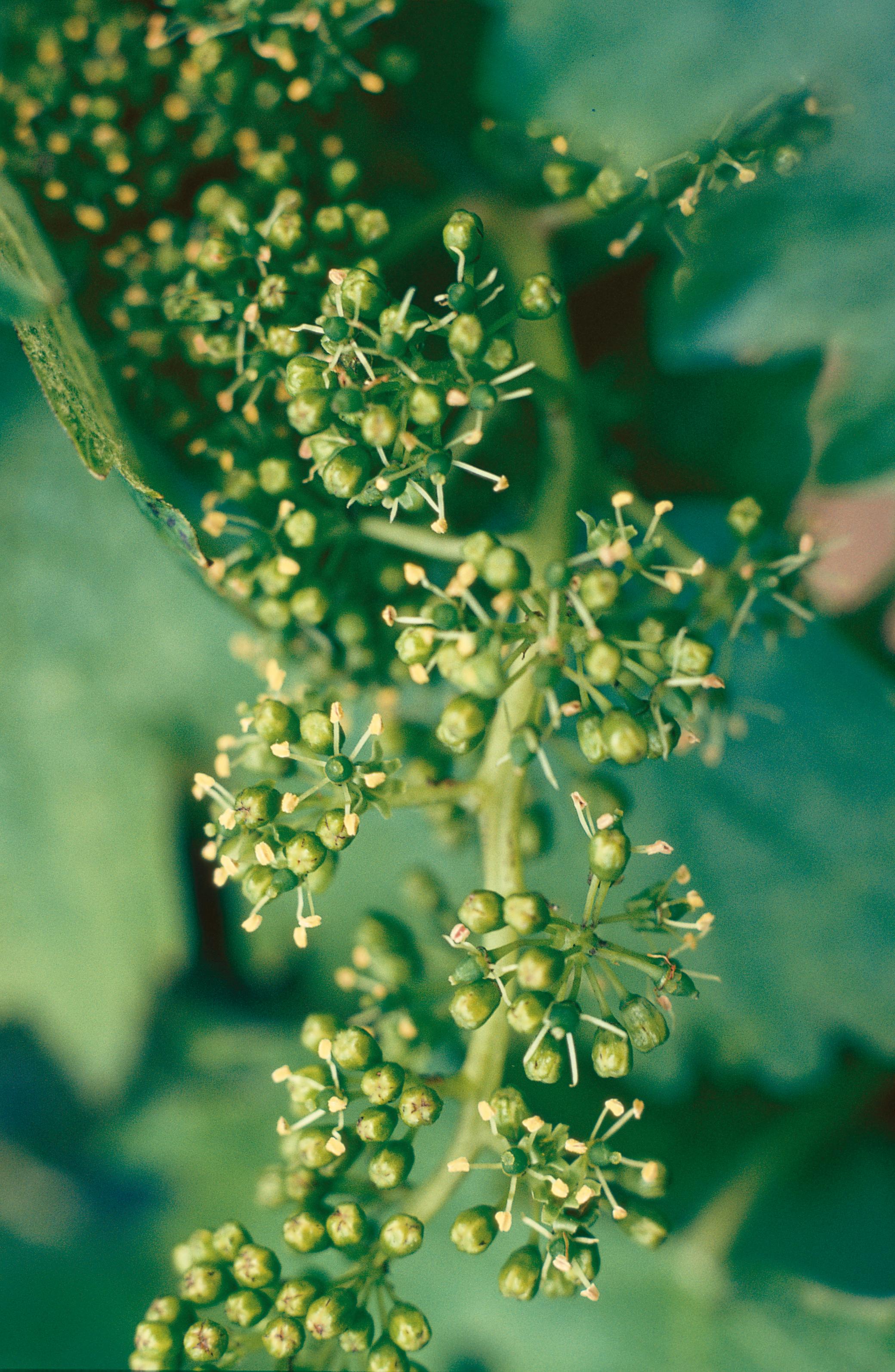 https://forge.inrae.fr/bsv/phenologicalstages/-/raw/master/grapevine/images/bbch65_vigne.jpg