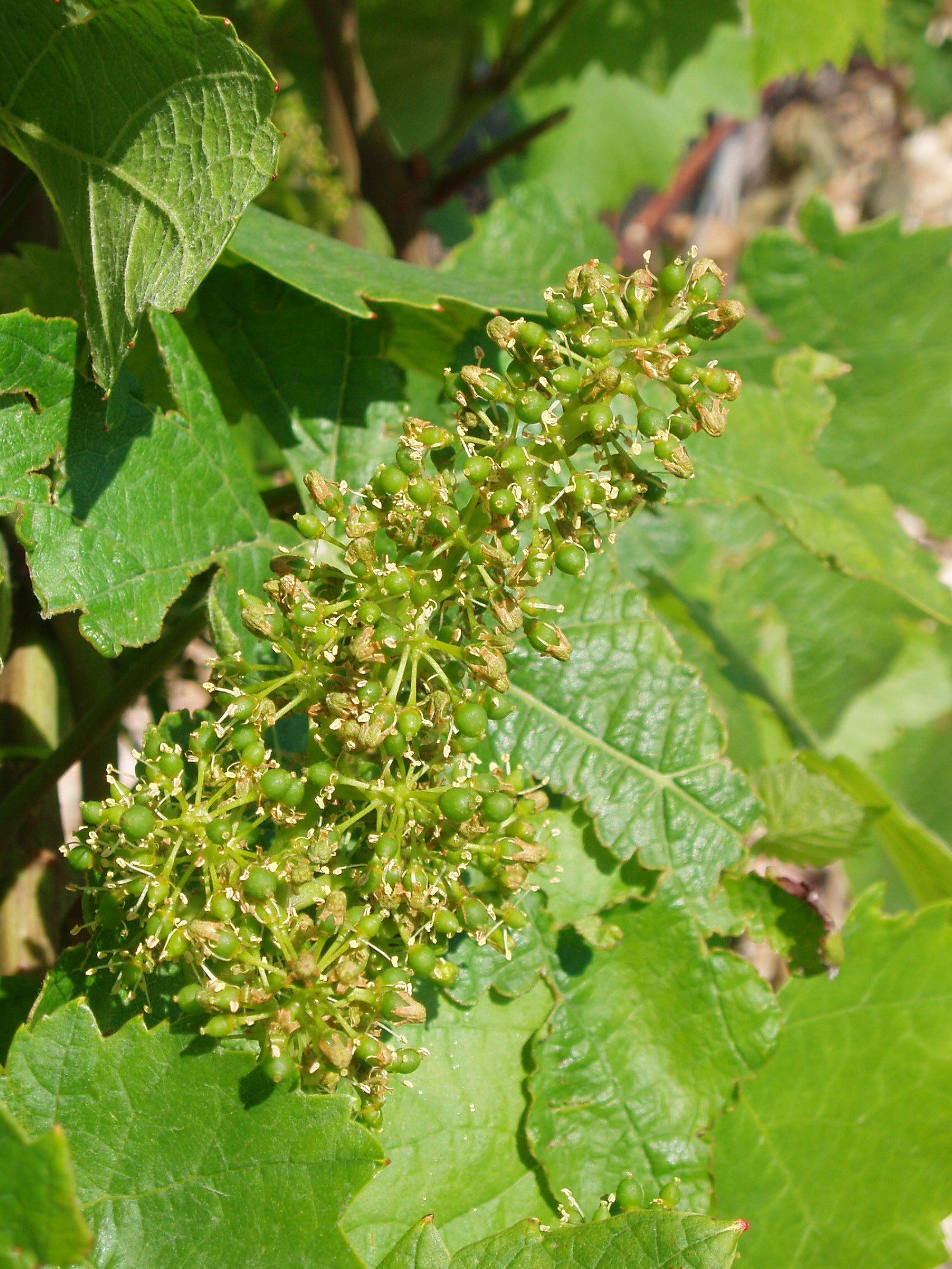 https://forge.inrae.fr/bsv/phenologicalstages/-/raw/master/grapevine/images/bbch71_vigne.jpg
