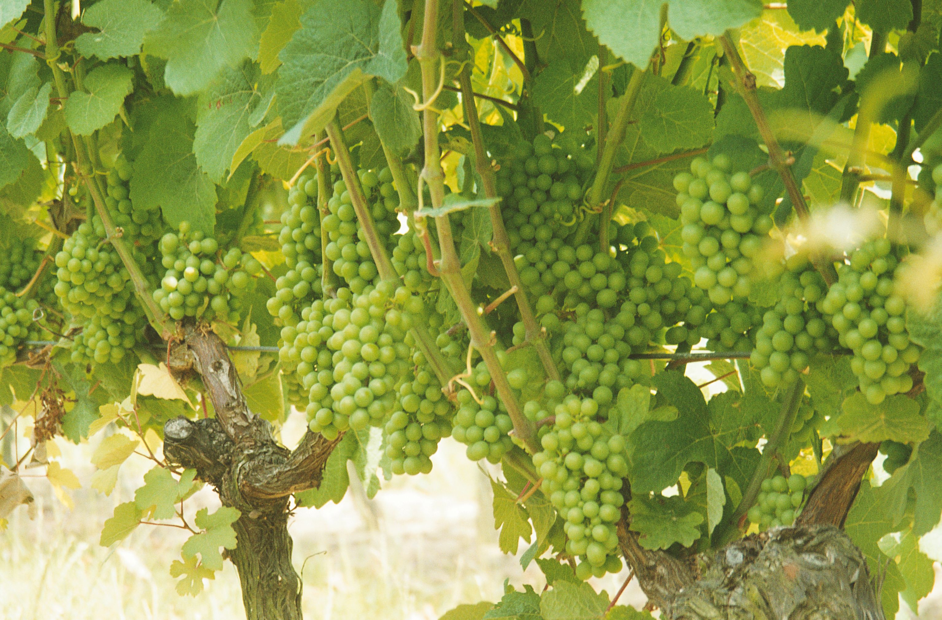 https://forge.inrae.fr/bsv/phenologicalstages/-/raw/master/grapevine/images/bbch77_vigne.jpg