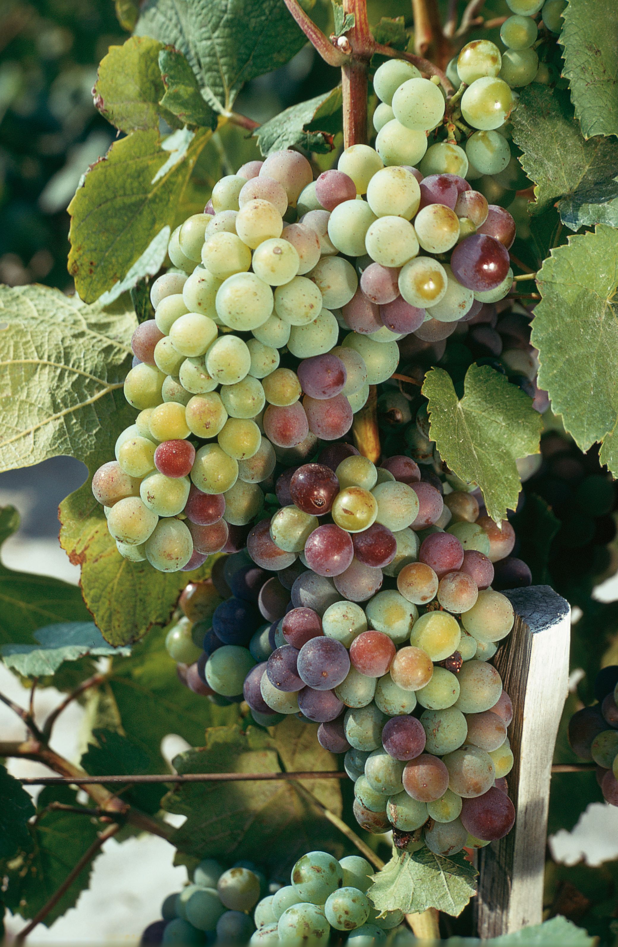 https://forge.inrae.fr/bsv/phenologicalstages/-/raw/master/grapevine/images/bbch81_vigne.jpg