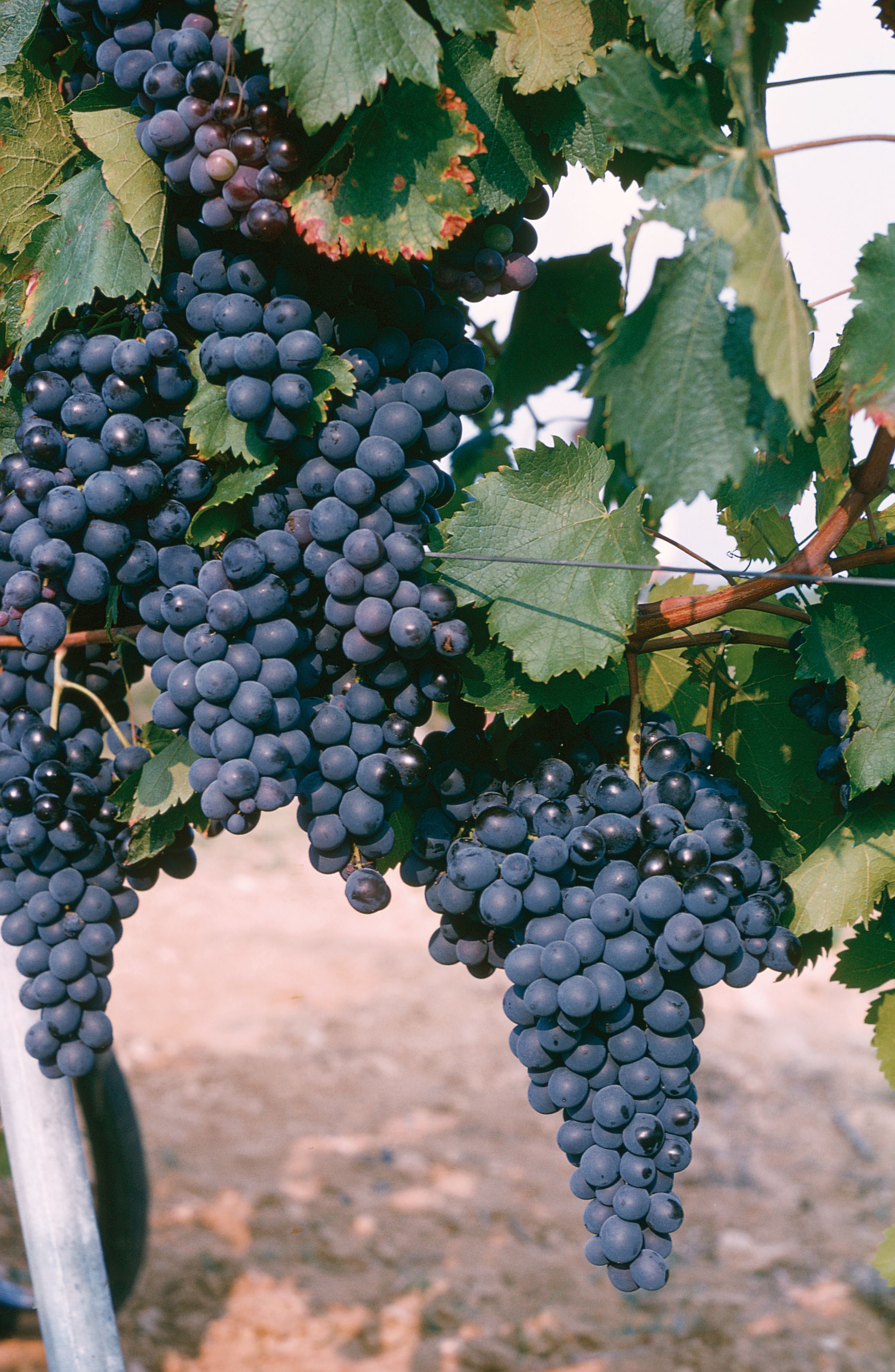 https://forge.inrae.fr/bsv/phenologicalstages/-/raw/master/grapevine/images/bbch89_vigne.jpg
