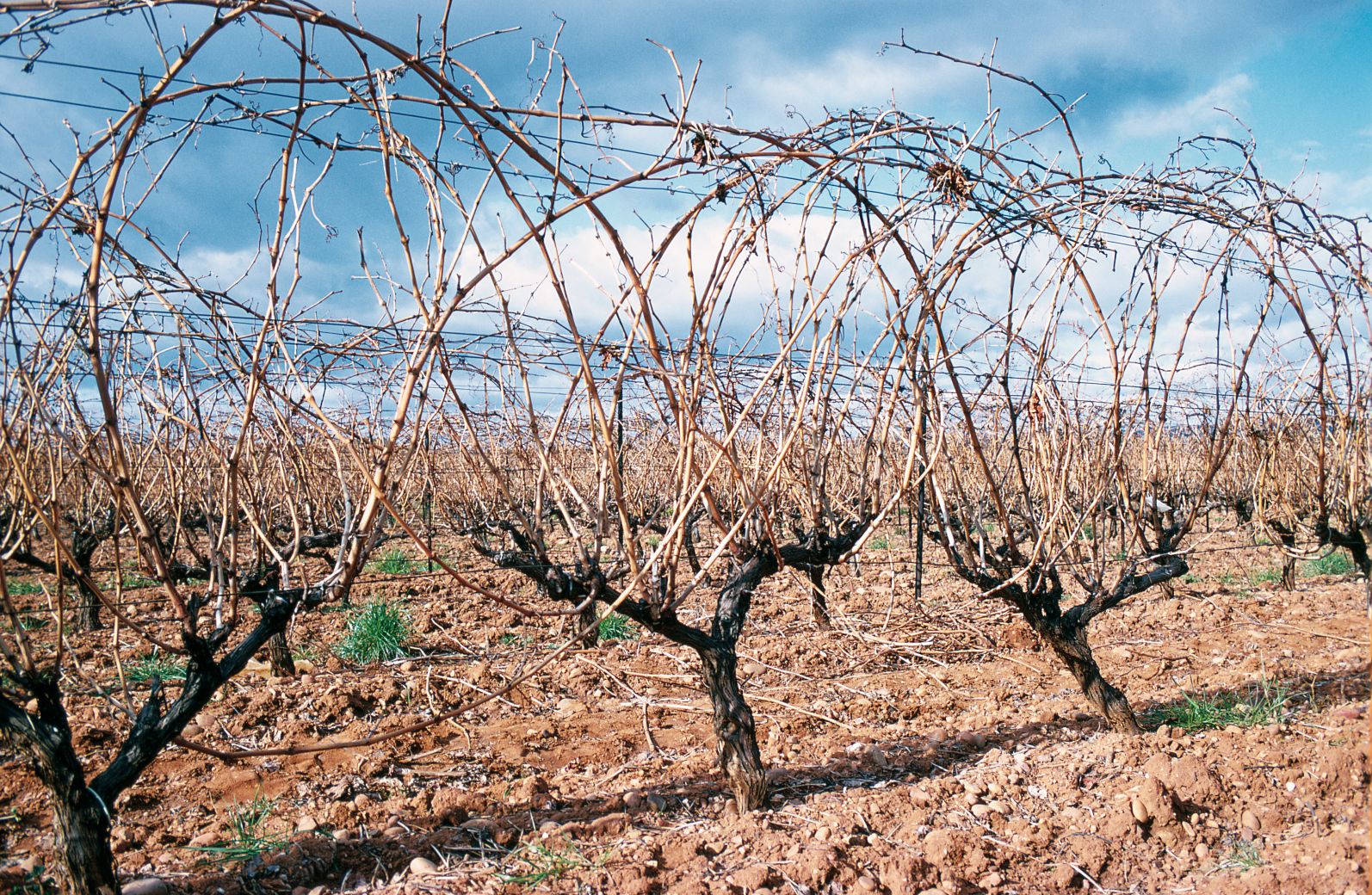 https://forge.inrae.fr/bsv/phenologicalstages/-/raw/master/grapevine/images/bbch97_vigne.jpg