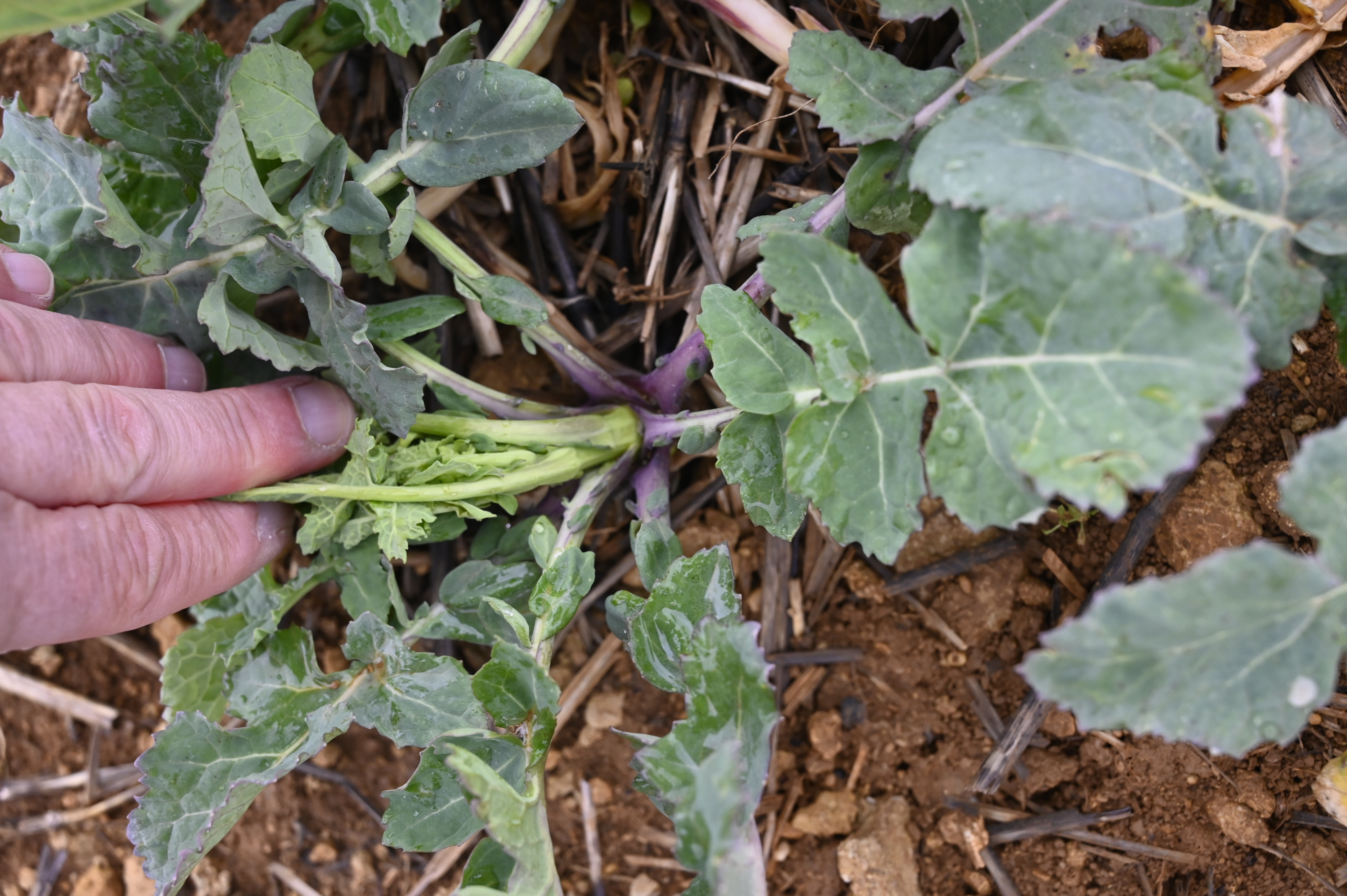 https://forge.inrae.fr/bsv/phenologicalstages/-/raw/master/oilseedRape/images/terres_inovia_C2_photo_oilseed_rape.png
