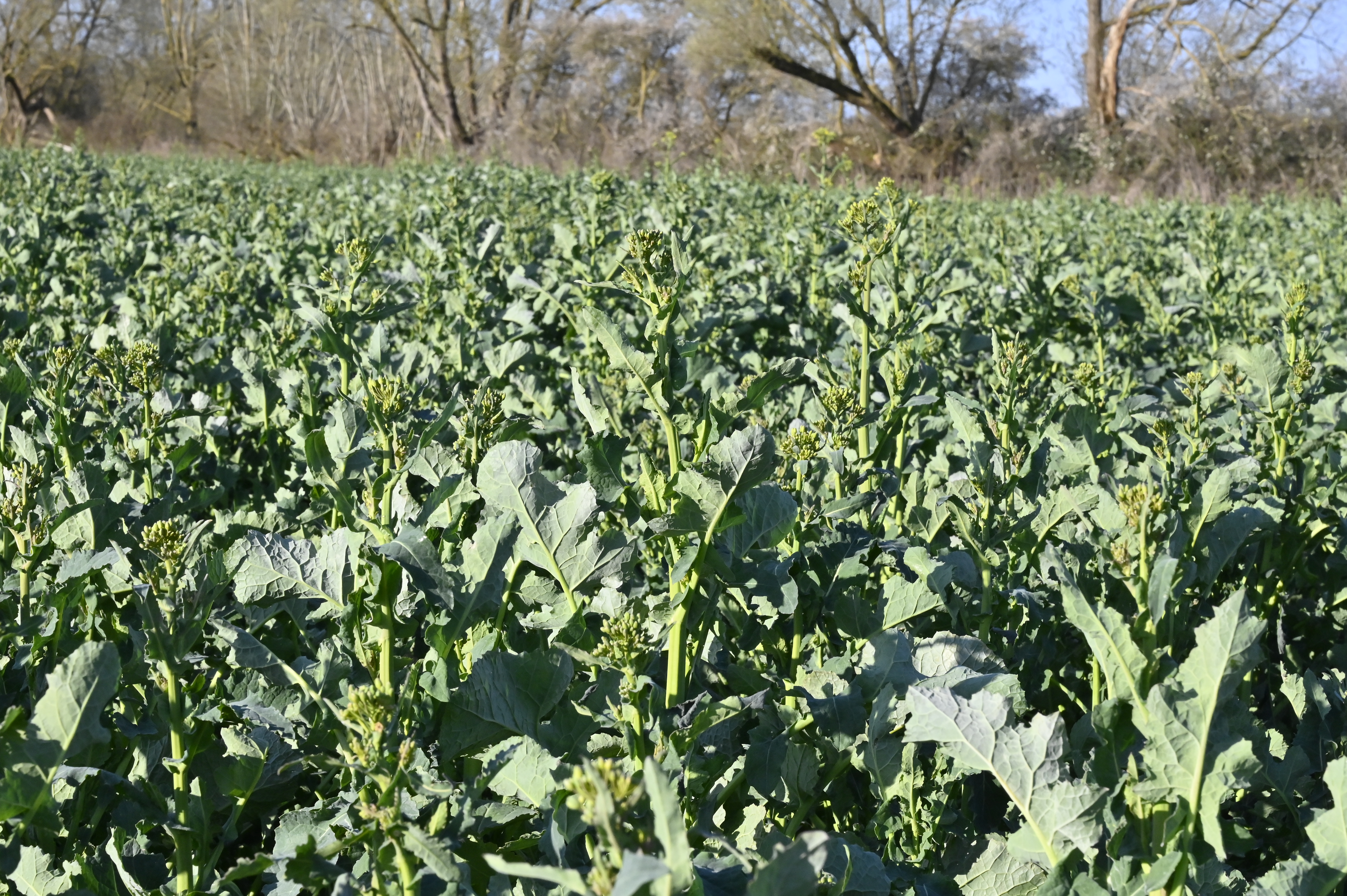 https://forge.inrae.fr/bsv/phenologicalstages/-/raw/master/oilseedRape/images/terres_inovia_E_photo_oilseed_rape.png