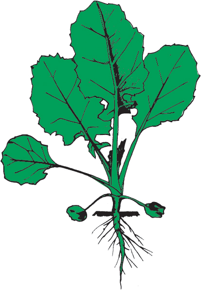 https://forge.inrae.fr/bsv/phenologicalstages/-/raw/master/oilseedRape/images/terres_inovia_B4_picto_oilseed_rape.png