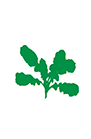 https://forge.inrae.fr/bsv/phenologicalstages/-/raw/master/oilseedRape/images/terres_inovia_B6_picto_oilseed_rape.png
