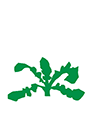 https://forge.inrae.fr/bsv/phenologicalstages/-/raw/master/oilseedRape/images/terres_inovia_C2_picto_oilseed_rape.png