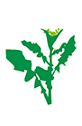 https://forge.inrae.fr/bsv/phenologicalstages/-/raw/master/oilseedRape/images/terres_inovia_E_picto_oilseed_rape.png