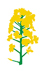 https://forge.inrae.fr/bsv/phenologicalstages/-/raw/master/oilseedRape/images/terres_inovia_G1_picto_oilseed_rape.png