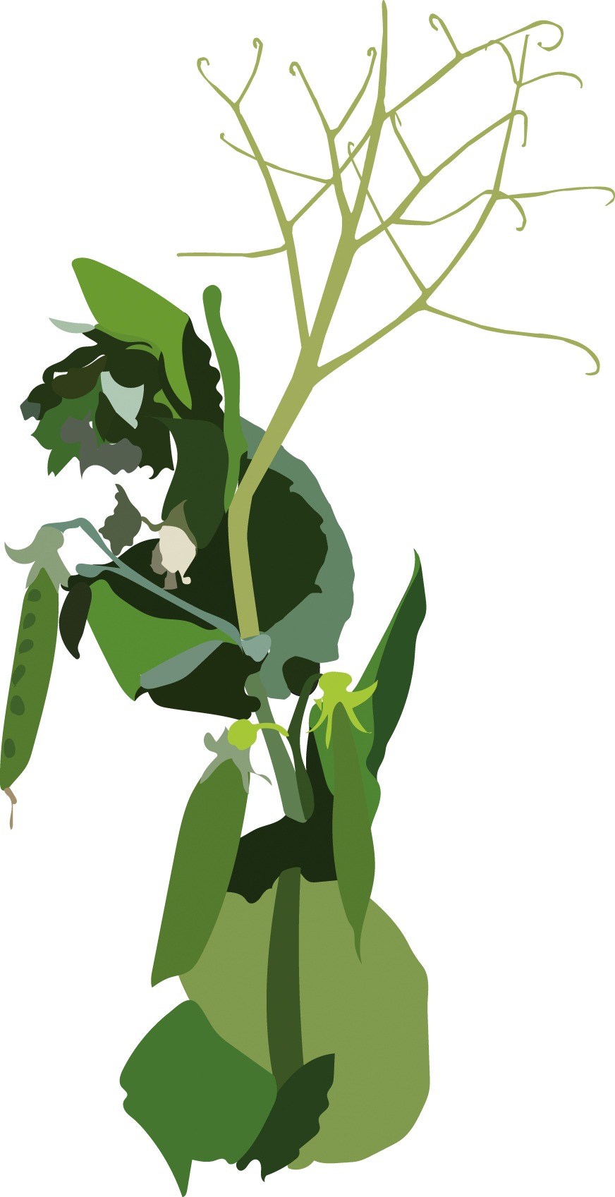https://forge.inrae.fr/bsv/phenologicalstages/-/raw/master/pea/images/terres_inovia_69_picto_pea.jpg
