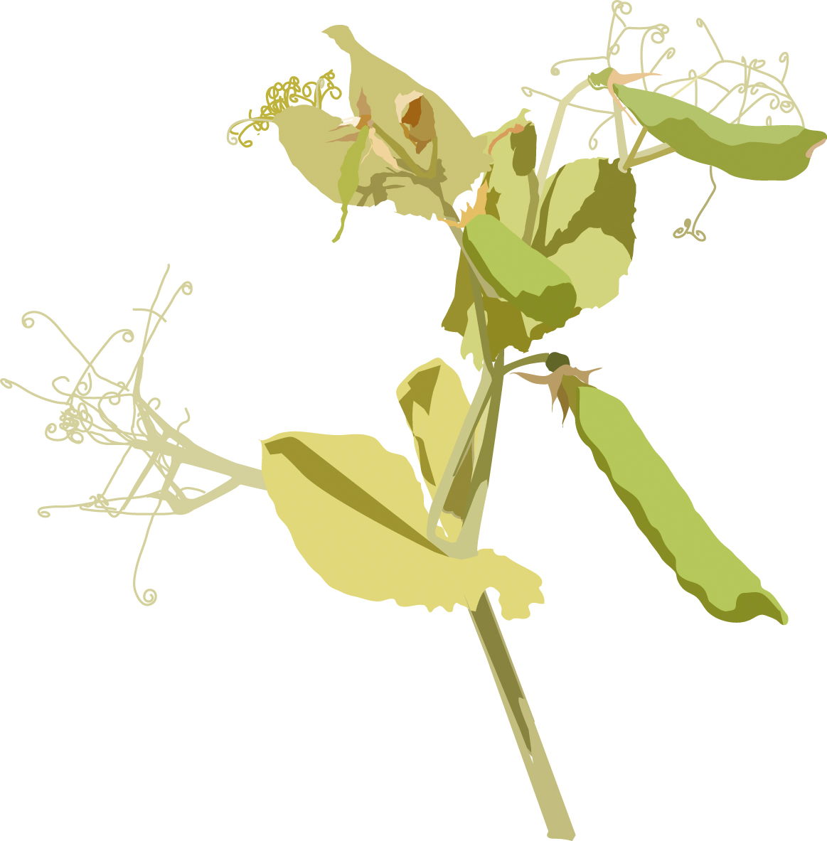 https://forge.inrae.fr/bsv/phenologicalstages/-/raw/master/pea/images/terres_inovia_85_picto_pea.jpg