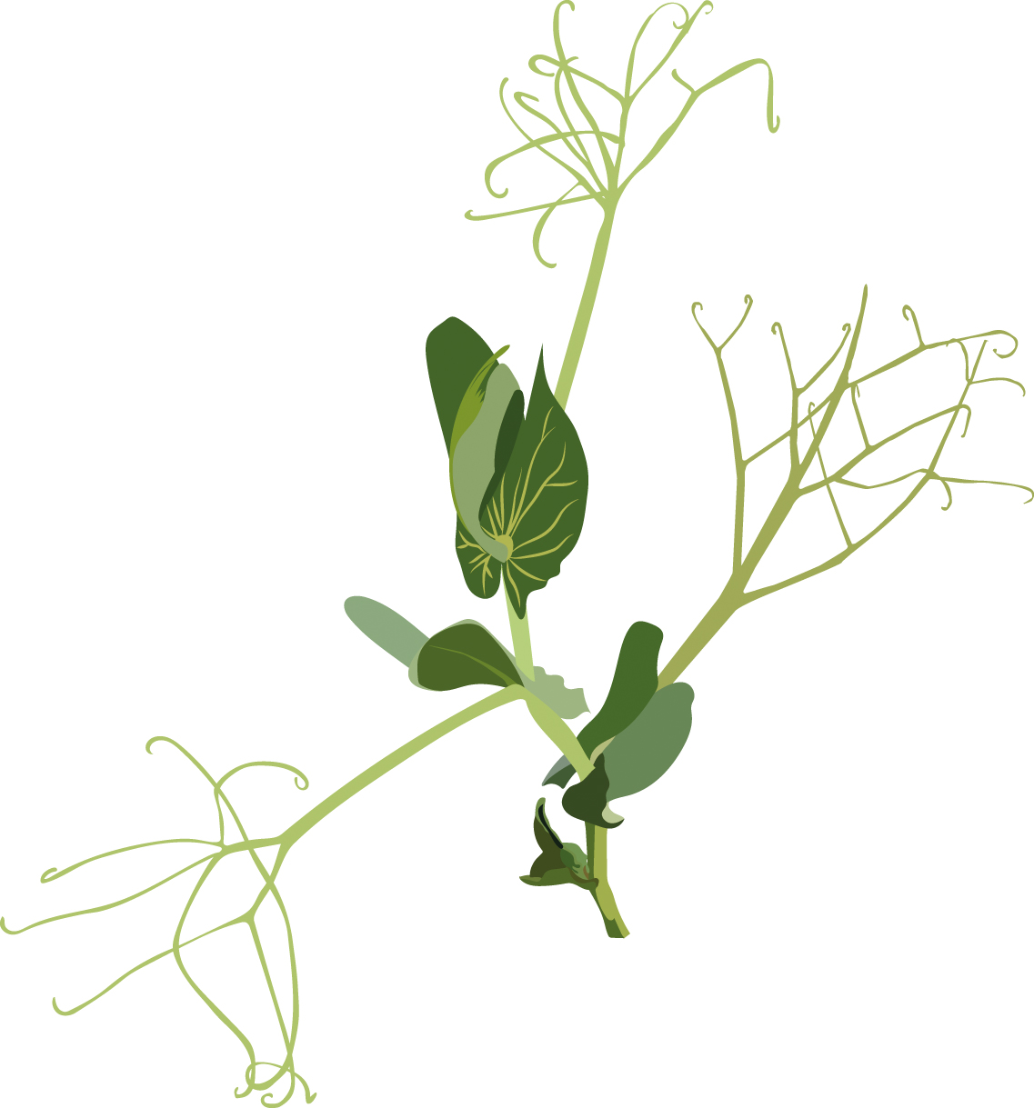 https://forge.inrae.fr/bsv/phenologicalstages/-/raw/master/pea/images/terres_inovia_13_picto_pea.jpg