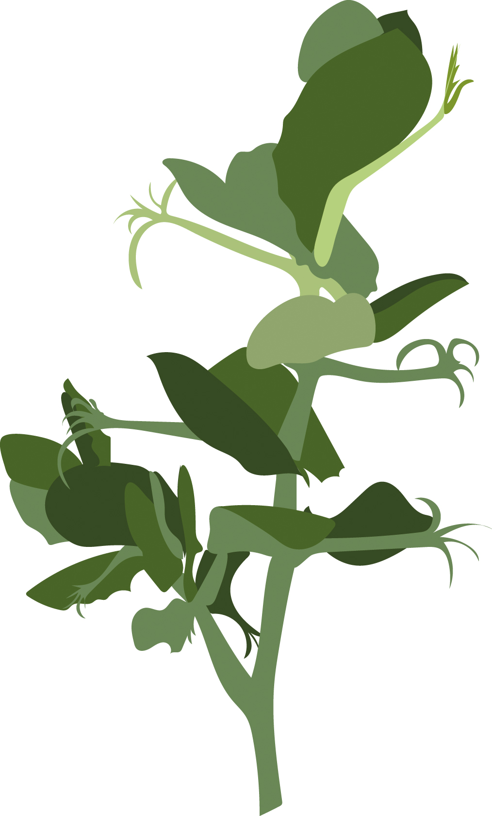 https://forge.inrae.fr/bsv/phenologicalstages/-/raw/master/pea/images/terres_inovia_16_picto_pea.jpg