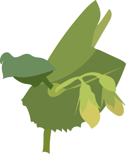 https://forge.inrae.fr/bsv/phenologicalstages/-/raw/master/pea/images/terres_inovia_51_picto_pea.jpg