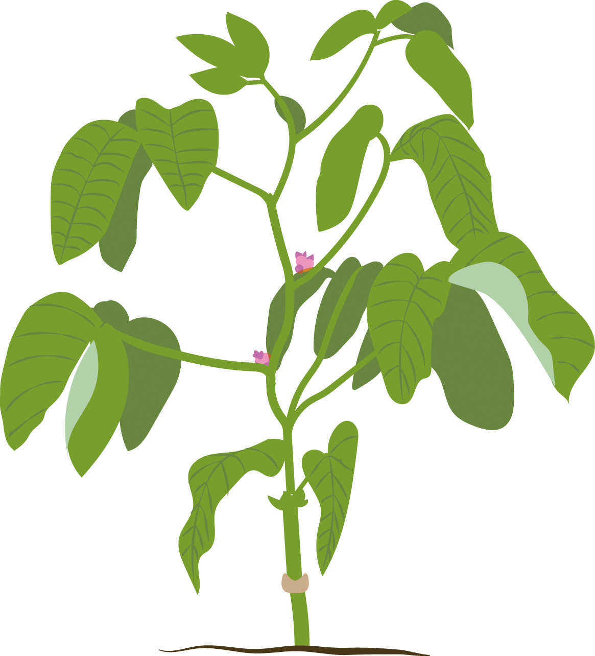 https://forge.inrae.fr/bsv/phenologicalstages/-/raw/master/soybean/images/terres_inovia_R1_picto_soybean.jpg