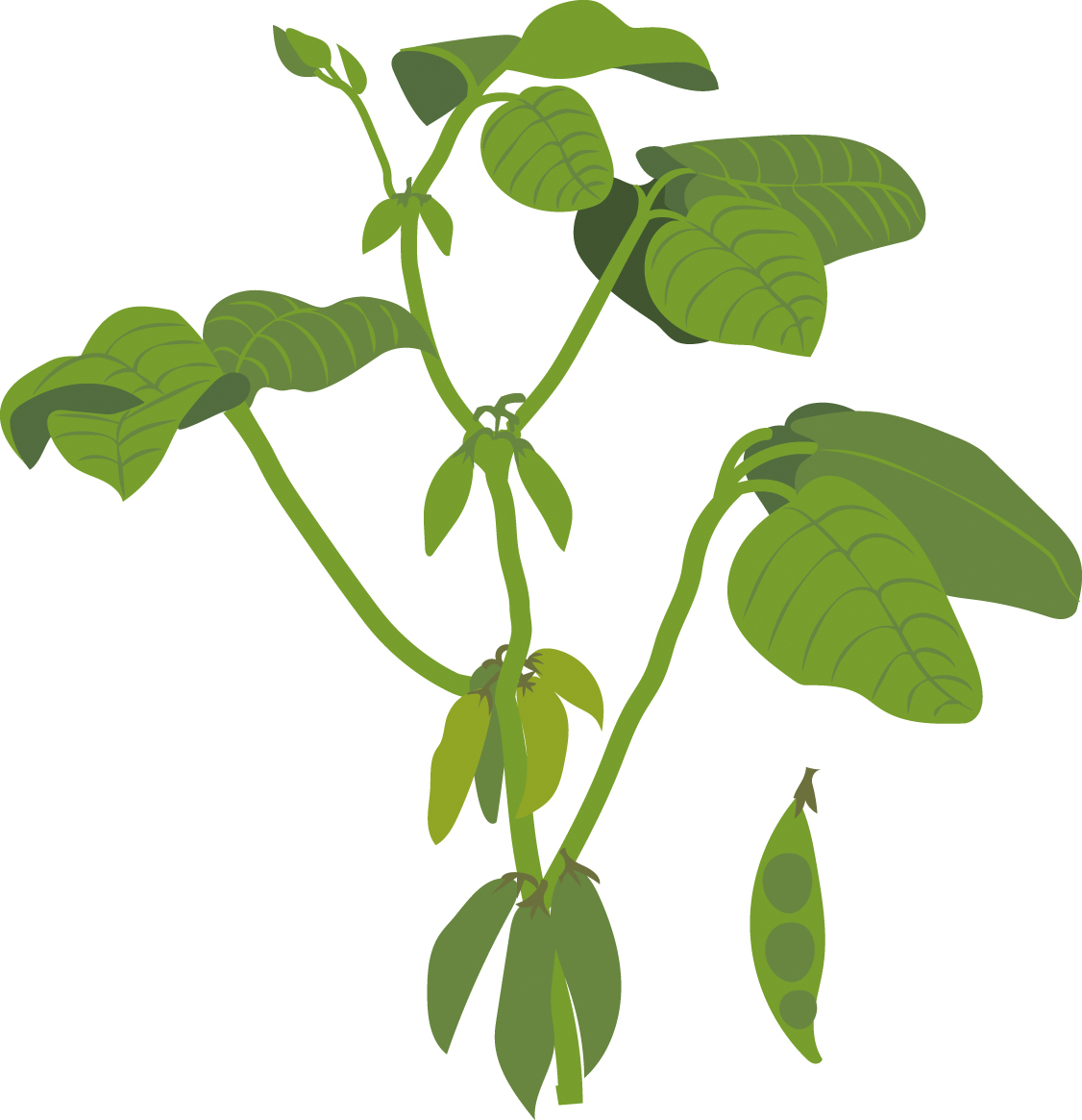 https://forge.inrae.fr/bsv/phenologicalstages/-/raw/master/soybean/images/terres_inovia_R5_picto_soybean.jpg