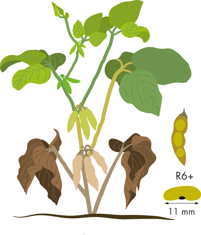 https://forge.inrae.fr/bsv/phenologicalstages/-/raw/master/soybean/images/terres_inovia_R6+_picto_soybean.jpg