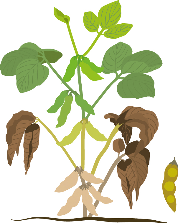 https://forge.inrae.fr/bsv/phenologicalstages/-/raw/master/soybean/images/terres_inovia_R7_picto_soybean.jpg