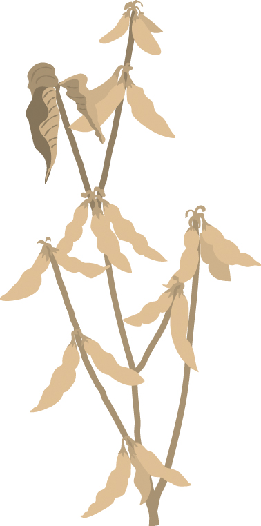 https://forge.inrae.fr/bsv/phenologicalstages/-/raw/master/soybean/images/terres_inovia_R8_picto_soybean.jpg