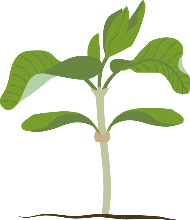 https://forge.inrae.fr/bsv/phenologicalstages/-/raw/master/soybean/images/terres_inovia_V1_picto_soybean.jpg
