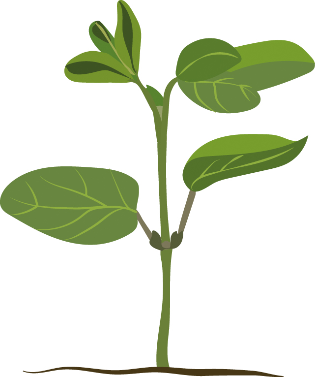 https://forge.inrae.fr/bsv/phenologicalstages/-/raw/master/soybean/images/terres_inovia_V2_picto_soybean.jpg
