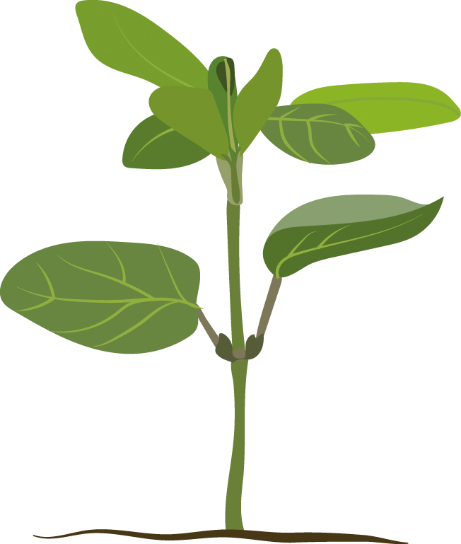 https://forge.inrae.fr/bsv/phenologicalstages/-/raw/master/soybean/images/terres_inovia_Vn_picto_soybean.jpg