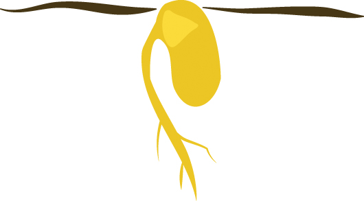 https://forge.inrae.fr/bsv/phenologicalstages/-/raw/master/soybean/images/terres_inovia_A0_picto_soybean.jpg
