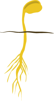 https://forge.inrae.fr/bsv/phenologicalstages/-/raw/master/soybean/images/terres_inovia_A1_picto_soybean.jpg