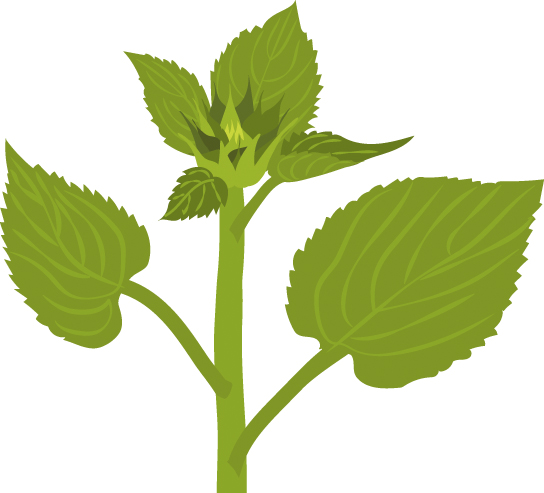 https://forge.inrae.fr/bsv/phenologicalstages/-/raw/master/sunflower/images/picto_terres_inovia_sunflower_E4.jpg