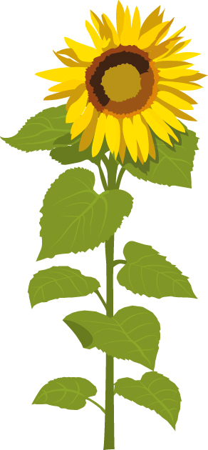 https://forge.inrae.fr/bsv/phenologicalstages/-/raw/master/sunflower/images/picto_terres_inovia_sunflower_F3.5.jpg
