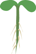 https://forge.inrae.fr/bsv/phenologicalstages/-/raw/master/sunflower/images/picto_terres_inovia_sunflower_A2.jpg