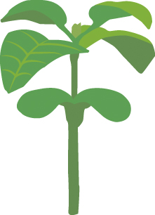 https://forge.inrae.fr/bsv/phenologicalstages/-/raw/master/sunflower/images/picto_terres_inovia_sunflower_B4.jpg