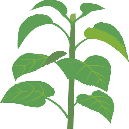 https://forge.inrae.fr/bsv/phenologicalstages/-/raw/master/sunflower/images/picto_terres_inovia_sunflower_B8.jpg