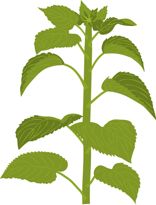 https://forge.inrae.fr/bsv/phenologicalstages/-/raw/master/sunflower/images/picto_terres_inovia_sunflower_E1.jpg
